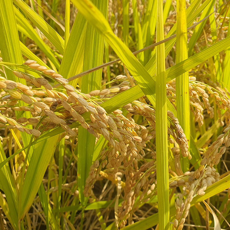 솔바우농부쌀,솔바우,춘천솔바우,지역먹거리,현지인먹거리,춘천먹거리,강원먹거리,백미,쌀,춘천농산물,강원농산물