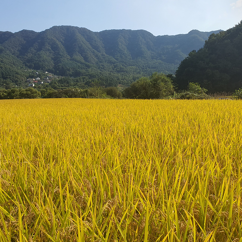 솔바우농부쌀,솔바우,춘천솔바우,지역먹거리,현지인먹거리,춘천먹거리,강원먹거리,백미,쌀,춘천농산물,강원농산물