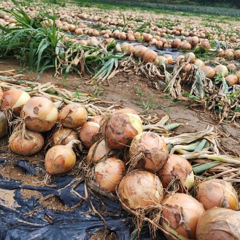 솔바우농부쌀,솔바우,춘천솔바우,지역먹거리,현지인먹거리,춘천먹거리,강원먹거리,백미,쌀,춘천농산물,강원농산물