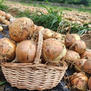 솔바우 송씨네 양파 10kg
