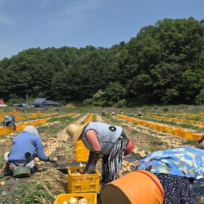 솔바우농부쌀,솔바우,춘천솔바우,지역먹거리,현지인먹거리,춘천먹거리,강원먹거리,백미,쌀,춘천농산물,강원농산물