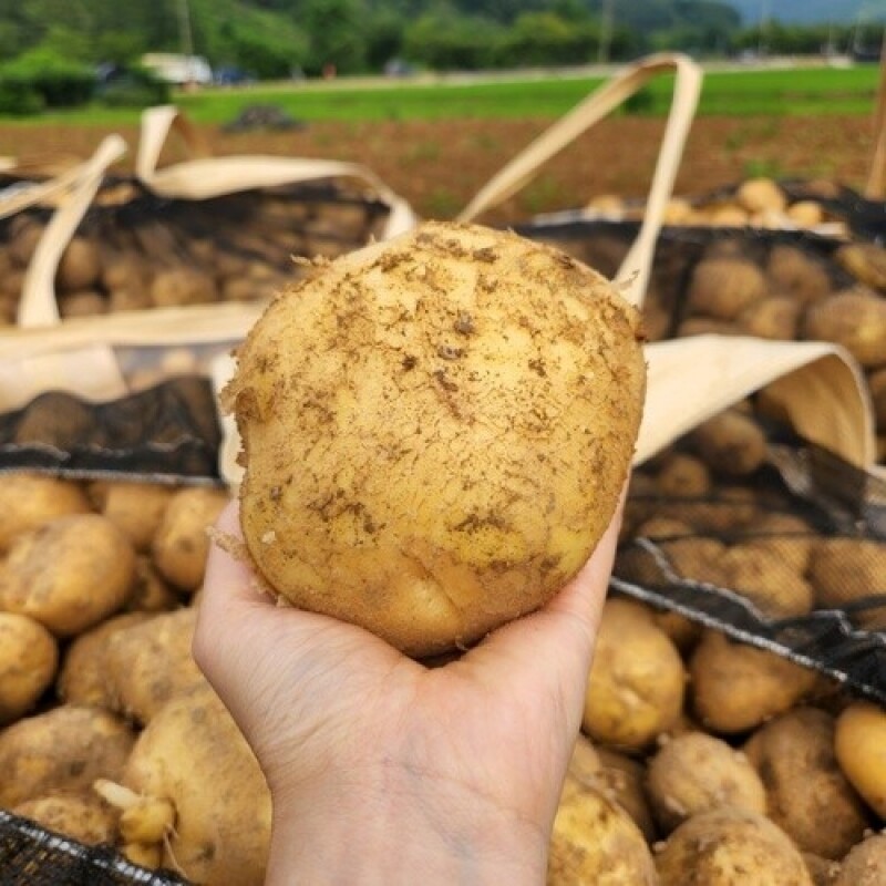 솔바우농부쌀,솔바우,춘천솔바우,지역먹거리,현지인먹거리,춘천먹거리,강원먹거리,백미,쌀,춘천농산물,강원농산물