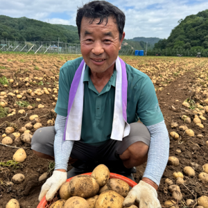 26년 솔바우 강원도 햇감자(두백,설봉)