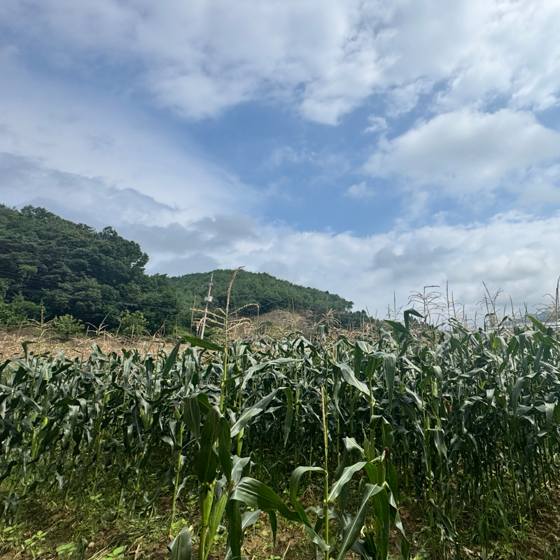 솔바우농부쌀,솔바우,춘천솔바우,지역먹거리,현지인먹거리,춘천먹거리,강원먹거리,백미,쌀,춘천농산물,강원농산물