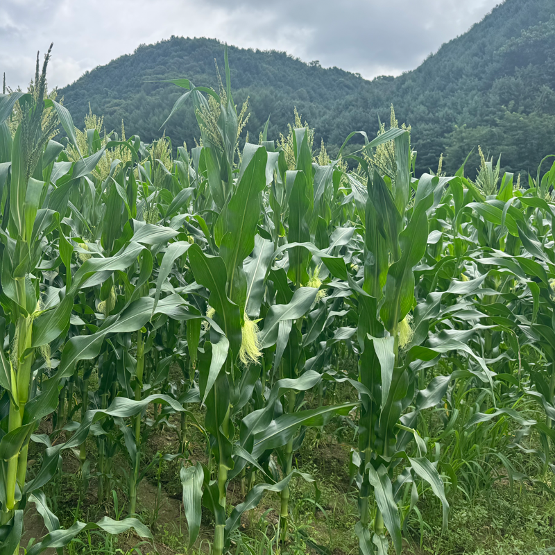 솔바우농부쌀,솔바우,춘천솔바우,지역먹거리,현지인먹거리,춘천먹거리,강원먹거리,백미,쌀,춘천농산물,강원농산물